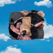 Носогубы говяжьи резанные